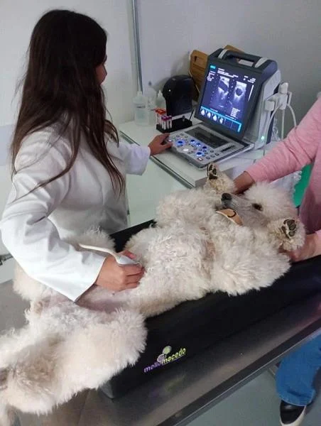 Ultrassonografia Veterinária