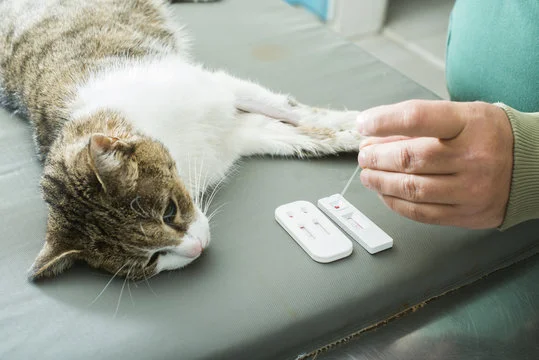 Teste FIV e FeLV Felino