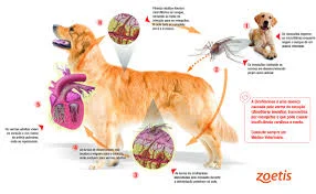 Teste para Dirofilariose em Cães