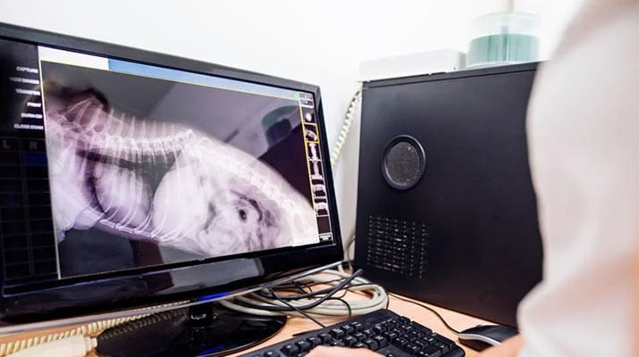 Radiologia Veterinária em Duque de Caxias