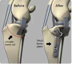 Cirurgia TPLO para Cães e Gatos