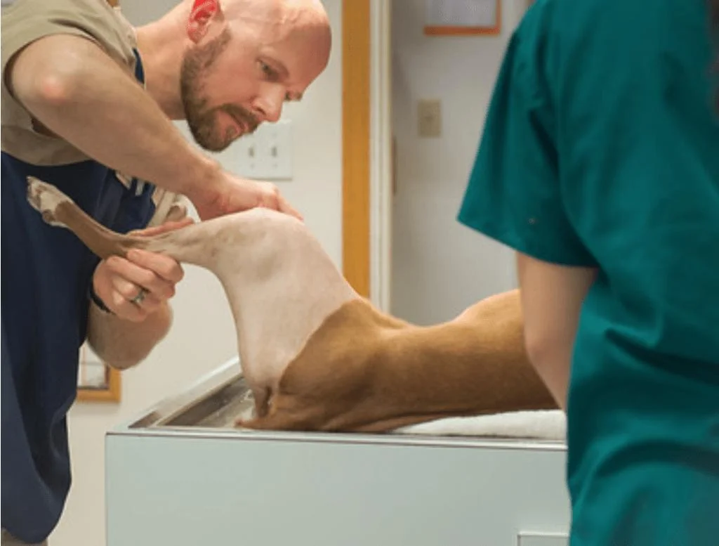 Atendimento e Cirurgia Ortopédica Veterinária