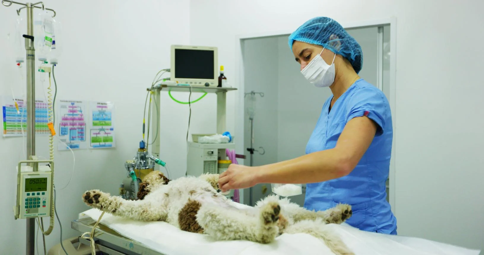 Cirurgia Veterinária