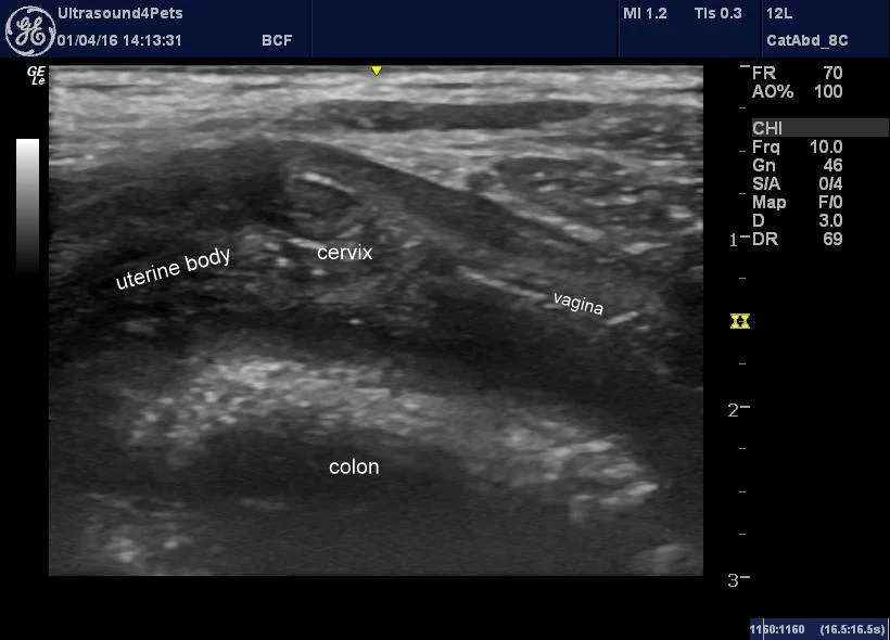 Cirurgia de Piometra em Cães e Gatos