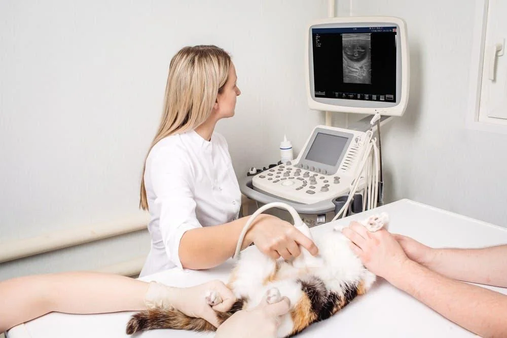 Cesariana Veterinária em Cães e Gatos