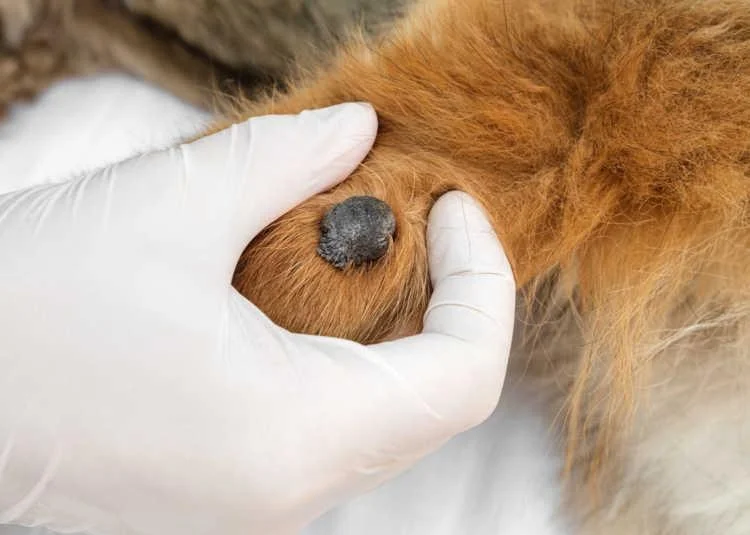 Atendimento e Cirurgias Oncológicas Veterinárias