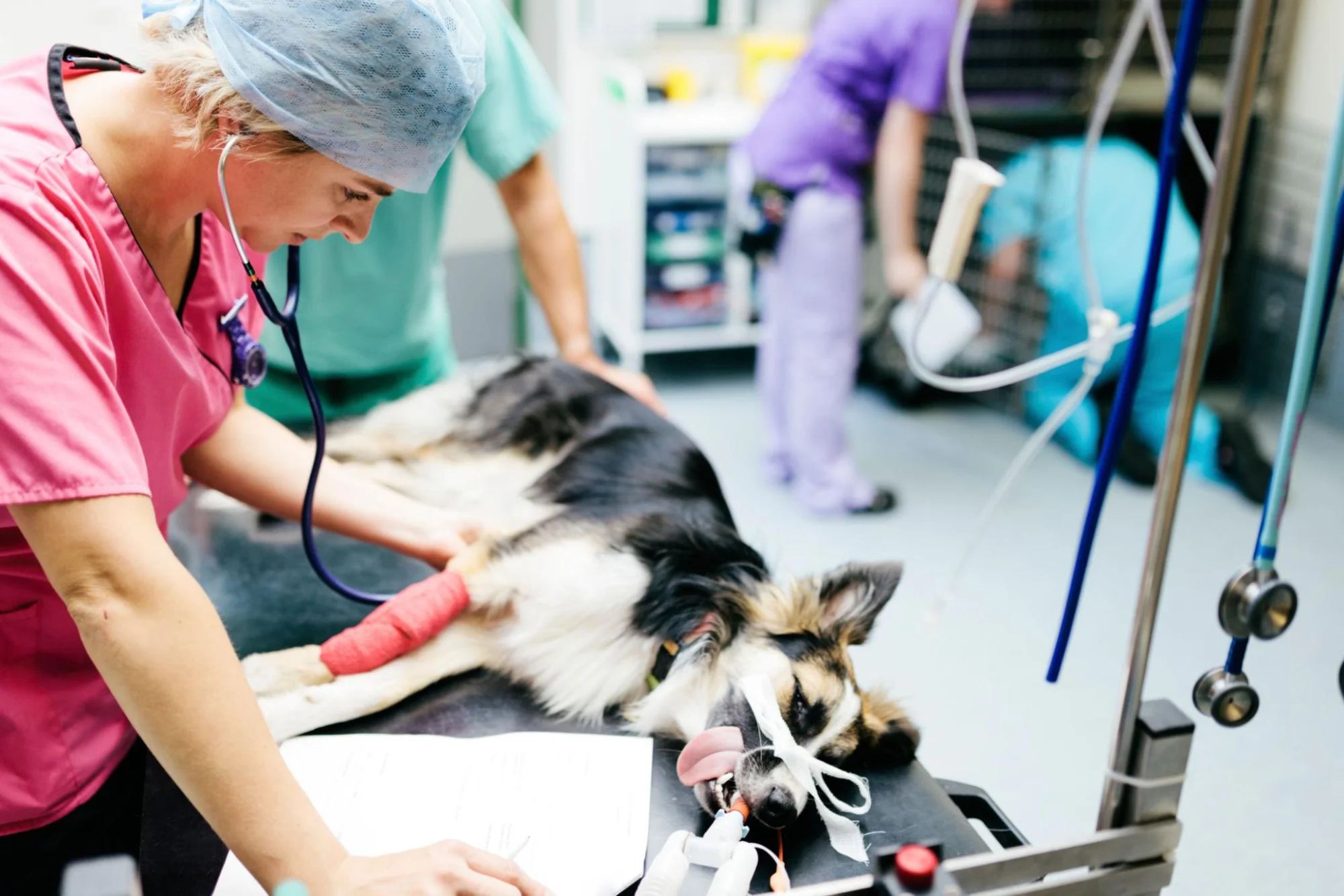 Cirurgia para Câncer de Mama em Cães e Gatos
