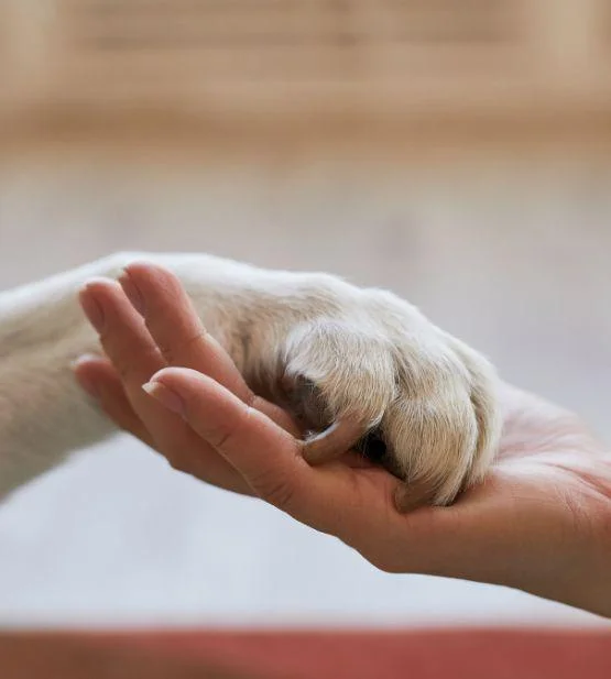 Quimioterapia Veterinária