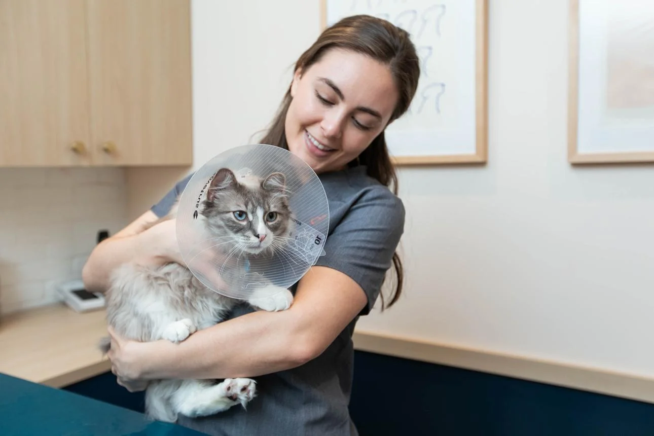 Castração de Cães e Gatos