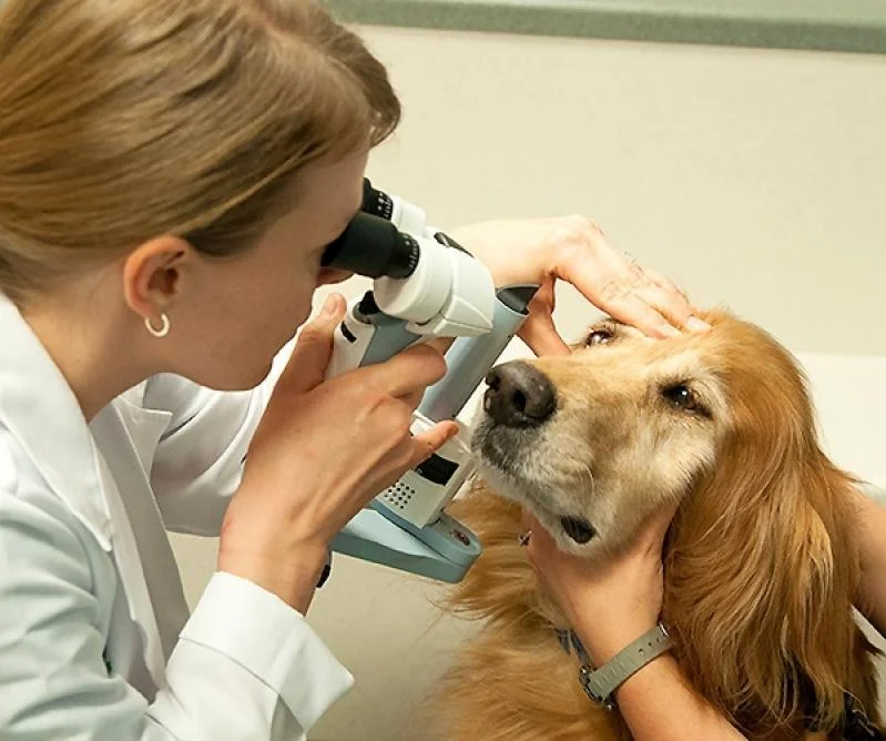 Oftalmologia Veterinária